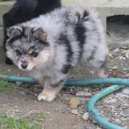 Pomsky and Samoyed Puppies from Northern Maine Samoyeds