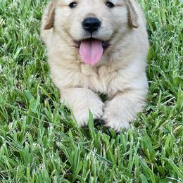Golden Retriever Puppies from All shades Golden