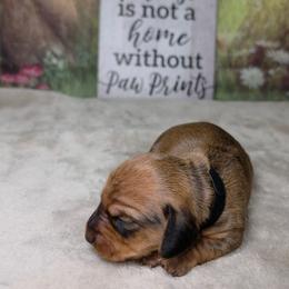 Spider-Man - Sable male Dachshund puppy in Rio Grande City, Texas from Hounds All Night
