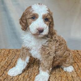 Rawlings - Red male Bernedoodle puppy in Jackson, Missouri from Pincksten Family Doodles
