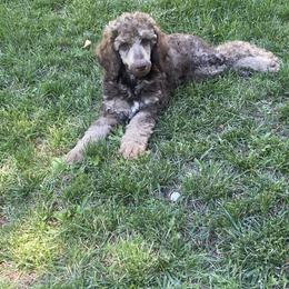 Bluetick Coonhound and Poodle Puppies from Dejah Bleu Kennels