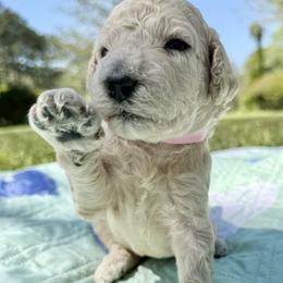 Miss PINK Collar (was Lavender) Video - Cream female Poodle puppy in Screven, Georgia from Dreamland Standard Poodles