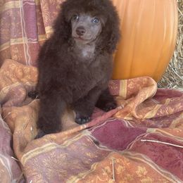 Poodle Puppies from Makays poodles