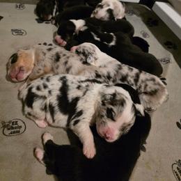 Merle Boy 1 - Blue merle male Australian Shepherd puppy in Nezperce, Idaho from Willow Creek Farm