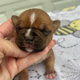 Phoebe - Red female American Staffordshire Terrier puppy in Marietta, Georgia from Ambition Amstaffs