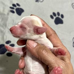 Girl 1 - Dapple female Dachshund puppy in Bon Air, Tennessee from Clemons Mini Dachshunds of Tennessee
