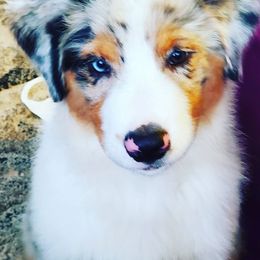 American Staffordshire Terriers and Australian Shepherds from Glitterati Australian Shepherds