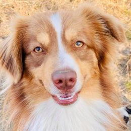 Australian Shepherds and Mastiffs from H.E. Ranch