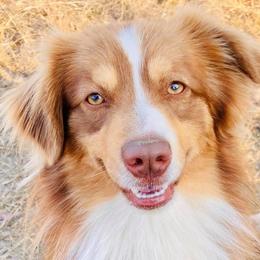 Australian Shepherds and Mastiffs from H.E. Ranch