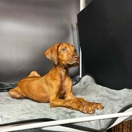 Girl 3 - Wheaten blk nose female Rhodesian Ridgeback puppy in Ocala, Florida from DogWood Kennels