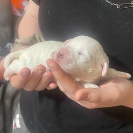 Rumi - White female Bichon Frise puppy in Cave City, Kentucky from Loretta's Pups