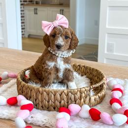 SMOOCH - Red  female Goldendoodle puppy in Bell Buckle, Tennessee from Precious Puptown Doodles