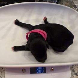 Rose Red -Dark pink collar female - Black female Double Doodle puppy in Norfolk, Virginia from Móraí’s Doodles