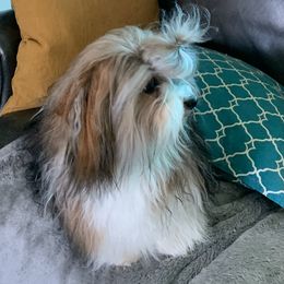 Red - Havanese