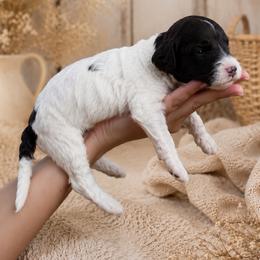 Hyacinth Bridgerton - Parti female Poodle puppy in Spring Hills, Florida from The Olympus Standard Poodle
