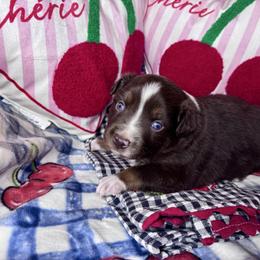 Romeo - Red tri male Miniature Australian Shepherd puppy in California from Eagle River Aussies