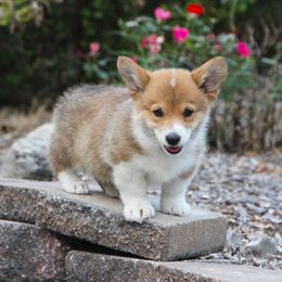 Ochre - Red male Pembroke Welsh Corgi puppy in Fair Grove, Missouri from Cross D Ranch Corgis