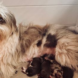 Australian Mountain Doodles from Sammi Sweet Doodles