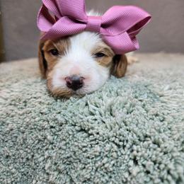 Hestia - Blenheim female Cavapoo puppy in Roseville, California from Heavenly Goldendoodles