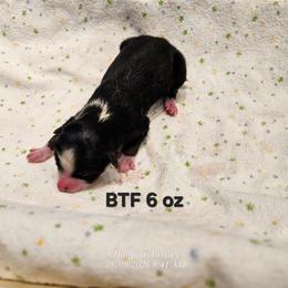 Girl 2 - Blue tri female Toy Australian Shepherd puppy in Snowflake, Arizona from Halfpint Aussies