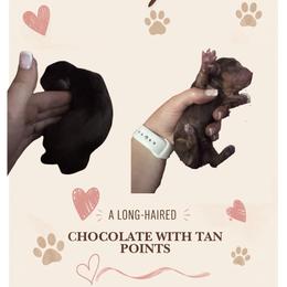 Margret - Chocolate and tan female Dachshund puppy in San Angelo, Texas from Dachs on the Farm