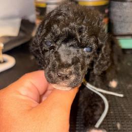 Orion - Black male Poodle puppy in Toledo, Ohio from Exquisite Dalmatians & Standard Poodles
