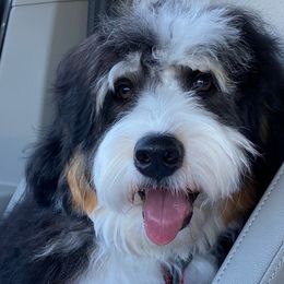 Bernedoodle All Grown Up from Puptown Bernedoodles