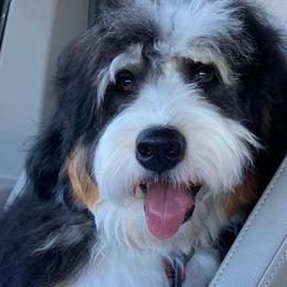 Bernedoodle All Grown Up from Puptown Bernedoodles