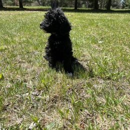 Green Boy - Bernedoodle puppy in Wexford County, Michigan from Blissful Bernedoodles