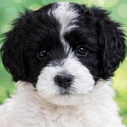 Rufio (Woofio) - Parti male Goldendoodle puppy in Bountiful, Utah from PJs Puppy Love