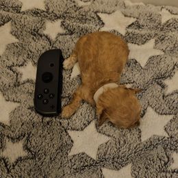 Candy - Apricot female Poodle puppy in Mapleton, Utah from Caboodles Of Poodles