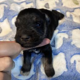 Mickey - Black and silver male Miniature Schnauzer puppy in Hedgesville, West Virginia from Clay Hill Kennels