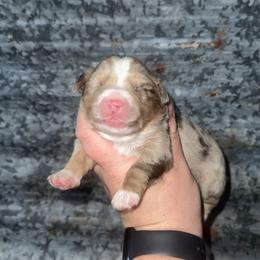 Dixie - Red merle female Miniature Australian Shepherd puppy in Liberty, Mississippi from Liberty Oaks Aussies and Dachshunds