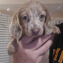 Cream dapple - Fawn (isabella) and cream female Dachshund puppy in Port Charlotte, Florida from Vicki's Dachshund Crossing