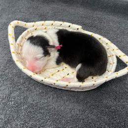 Girl 2 - Black and tan female Pembroke Welsh Corgi puppy in Waco, Texas from The Comma Corgis