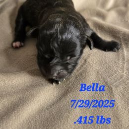 Bella - Black female Havanese puppy in Trinity, Alabama from Tooties Cuties Havanese