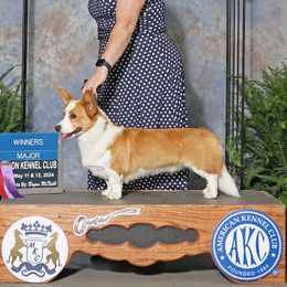 Aster - Cardigan Welsh Corgi