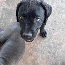 Orange Collar - Black male Cane Corso puppy in Princeton, Texas from Guardians of Arcadia Cane Corso