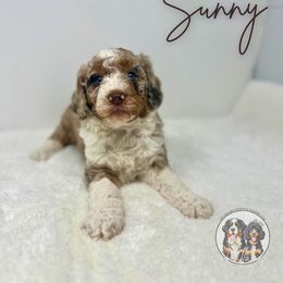 Sunny - Chocolate merle female Bernedoodle puppy in Owasso, Oklahoma from Kallams Bernedoodles & Bernese Mountain Dogs