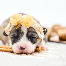 SPICE - Sable female Pembroke Welsh Corgi puppy in Mona, Utah from Sorensen Corgis