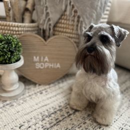 Mia - Miniature Schnauzer