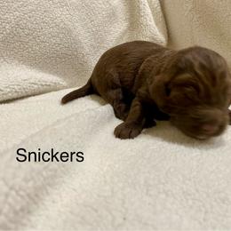 Aussiedoodle Puppies from White River Doodles