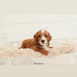 Maximus - Red  male Goldendoodle puppy in Rio Linda, California from GoldendoodlePaw