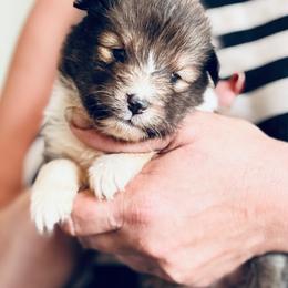 Girl 2 - Sable and white female Shetland Sheepdog puppy in Pleasant Shade, Tennessee from Odyssey Shetland Sheepdogs