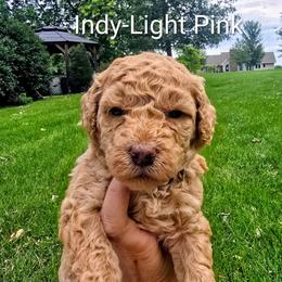 Indy - Apricot female Goldendoodle puppy in Red Oak, Iowa from Fisher Pups-Stay Golden with a Doodle