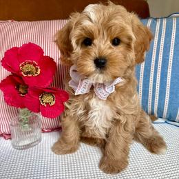 Aspen - male Cavapoochon puppy in Lucas, Ohio from Apricot Lane Puppy