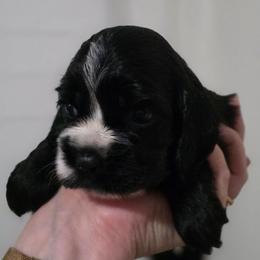 Faith - Black and tan female Cocker Spaniel puppy in Winston Salem, North Carolina from The Hearthstead