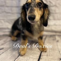 Storm - Dachshund