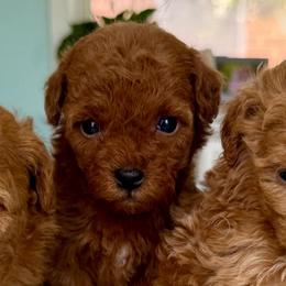 Jessie - Red  female Goldendoodle puppy in Pensacola, Florida from Goldendoodles Love You in Pensacola Friend Edition