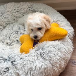 Boy - White male Bichon Frise puppy in Freehold, New Jersey from Michael & Nataliya's Pups